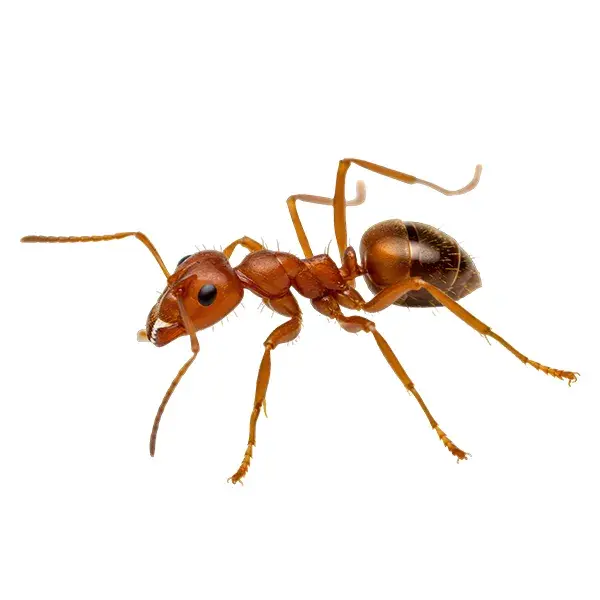 Fire ant on a white background - Keep pests away from your home with Batzner Pest Control in WI