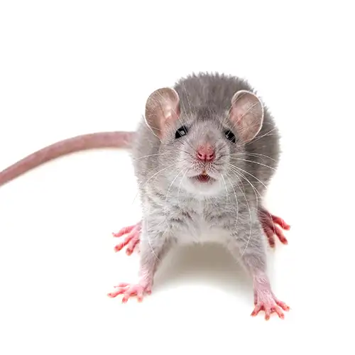 A gray rat on a white background - keep pests away from your home with Batzner Pest Control