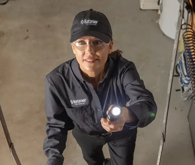 Technician going up ladder to the attic with a flashlight | Batzner Pest Control
