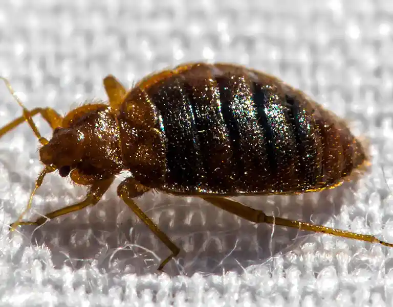 Closeup of a bed bug walking on linen | Batzner Pest Control serving Wisconsin