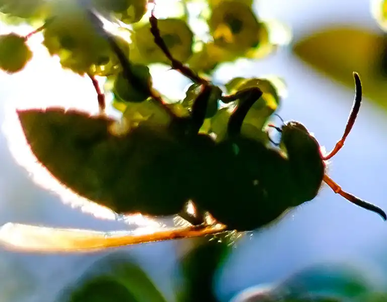 Bee hanging on a flowery branch | Batzner Pest Control serving Wisconsin