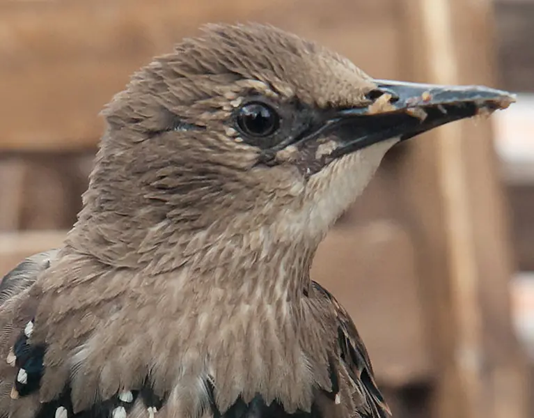 Closeup of a bird outside | Batzner Pest Control serving Wisconsin