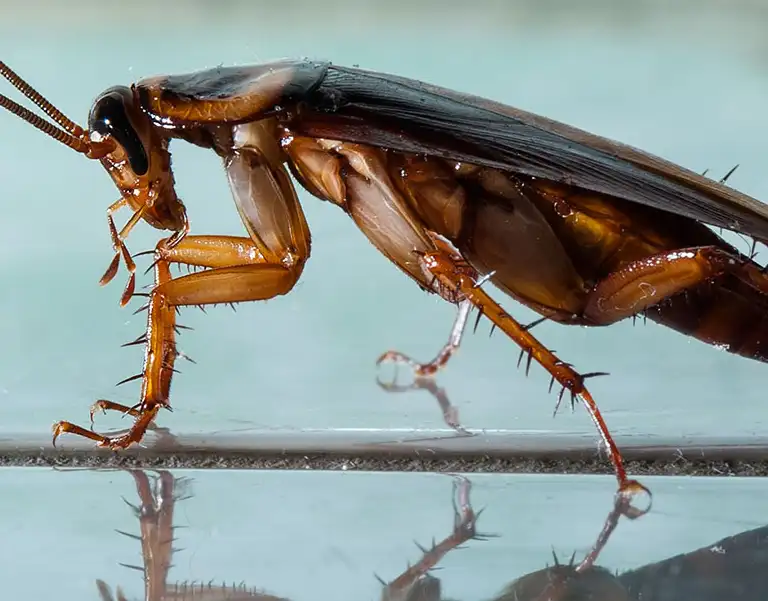 Closeup of a cockroach with blue background | Batzner Pest Control serving Wisconsin
