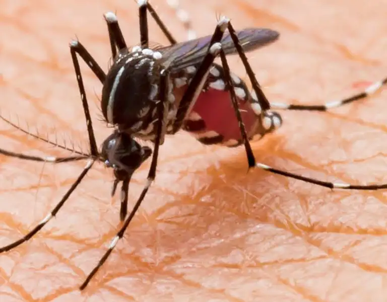 Closeup of a mosquito biting a person's hand | Batzner Pest Control serving Wisconsin