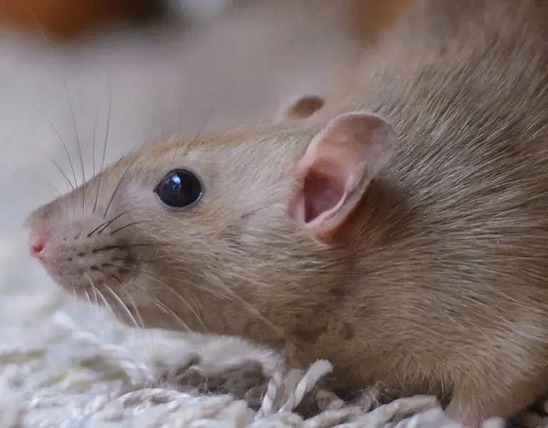 Mouse scrawling over a white shag carpet | Batzner Pest Control serving Wisconsin