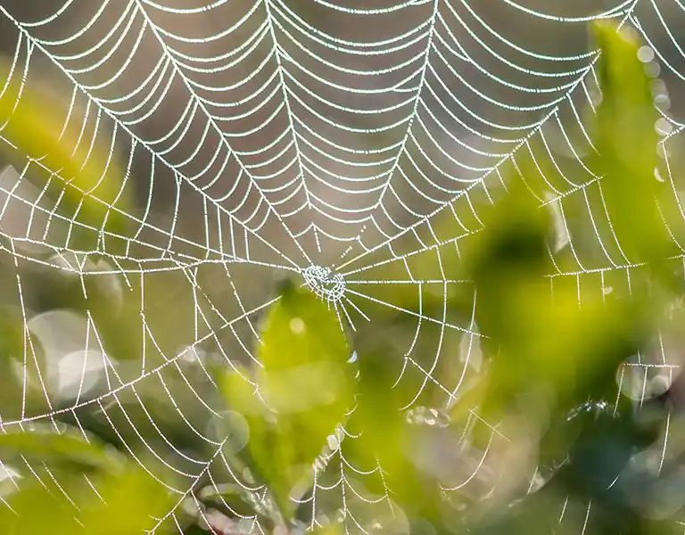 Spider web in a tree | Batzner Pest Control serving Wisconsin