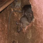 three mice in hole in wall of Oshkosh Wisconsin business before Batzner commercial pest exclusion services