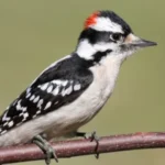 Downy Woodpecker sitting on a tree branch