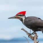 A male pileated woodpecker perched on a branch.