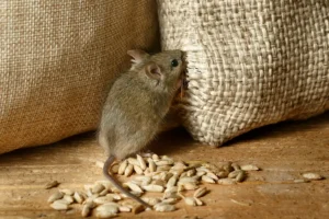 Closeup of a vole mouse, nibbling a sack of grain in a food retail storehouse