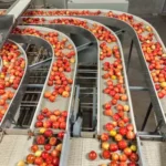Food Processing Facility with apples on conveyor belts
