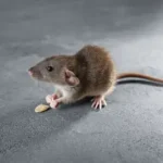 Rodent finds a seed on a food factory floor