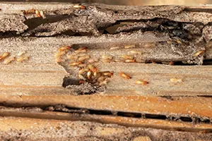 A termite cluster on a piece of wood