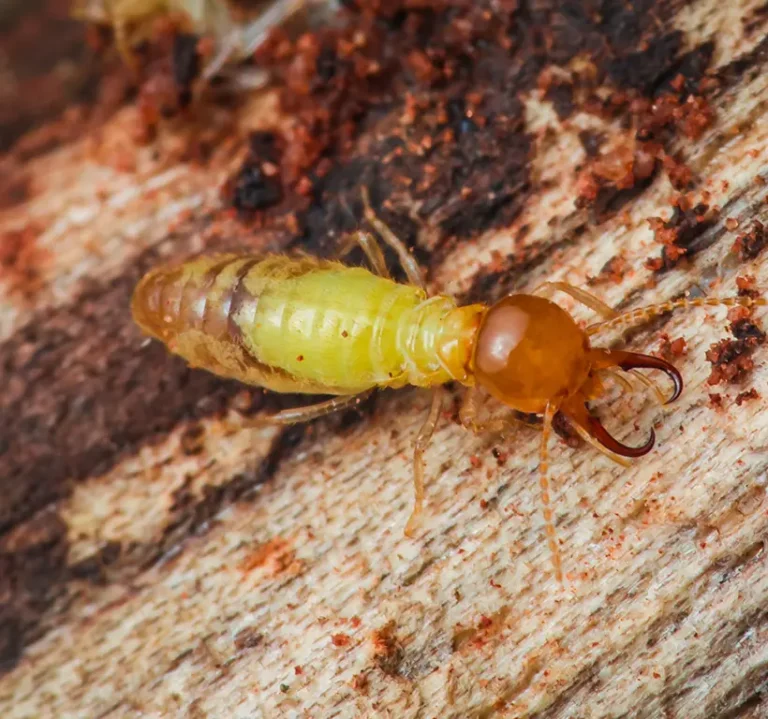 Closeup of a termite on a piece of wood