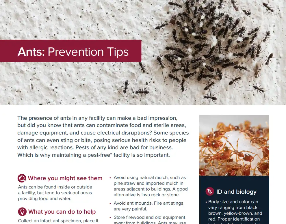 Ants: Prevention Tips