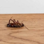 A dead oriental cockroach on the floor of a kitchen.