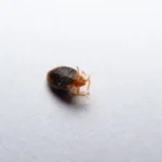 a closeup of a bed bug in apartment leased by property manager in wisconsin