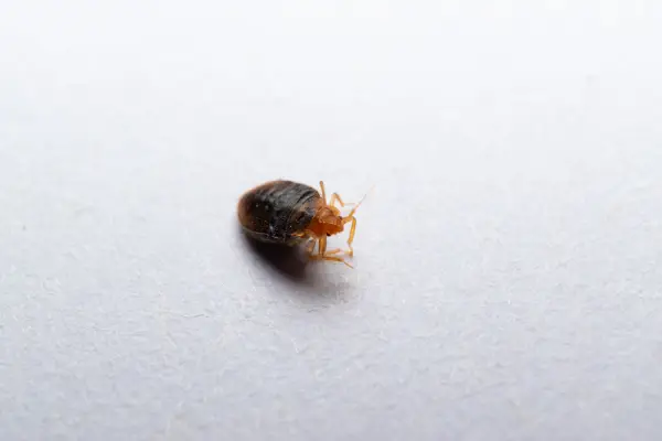 a closeup of a bed bug in apartment leased by property manager in wisconsin