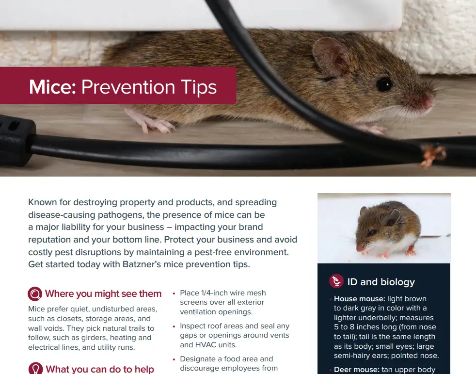 Mice: Prevention Tips