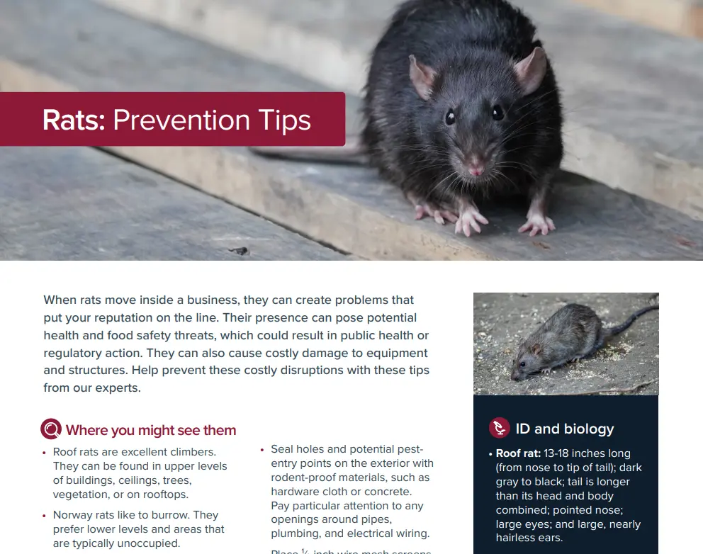 Rats: Prevention Tips