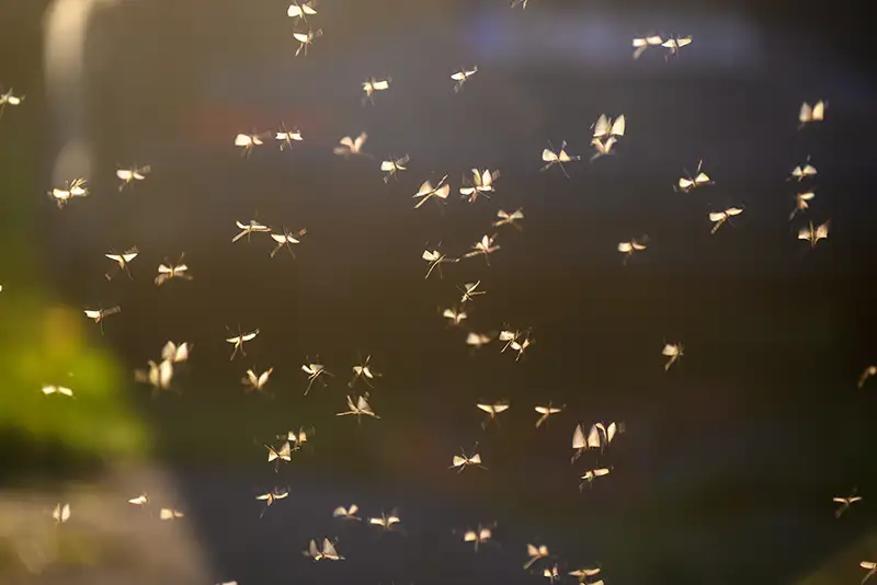 A swarm of mosquitoes in Wisconsin yard. Contact Batzner Pest Control to get rid of mosquitoes today.