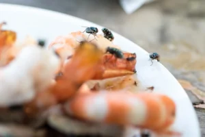 Group on flies crawling on food
