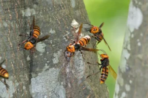 Wasps on the side of a tree