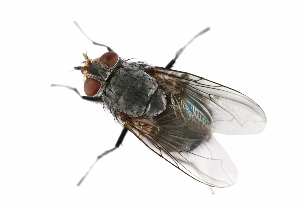 Macro shot of a blue fly insect isolated on white background