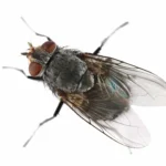 Macro shot of a blue fly insect isolated on white background