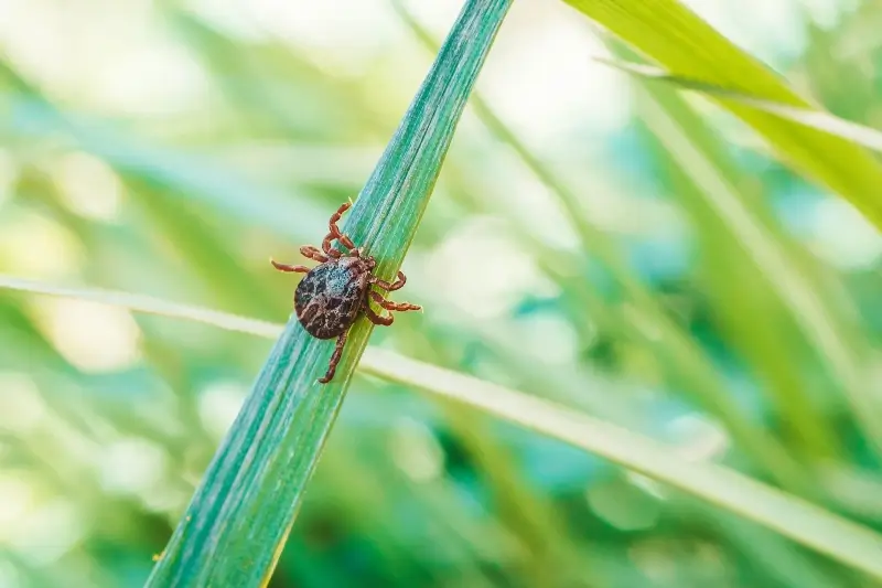 Tick on a blade of grass