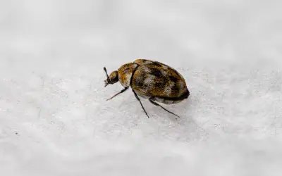 adult carpet beetle in wisconsin home