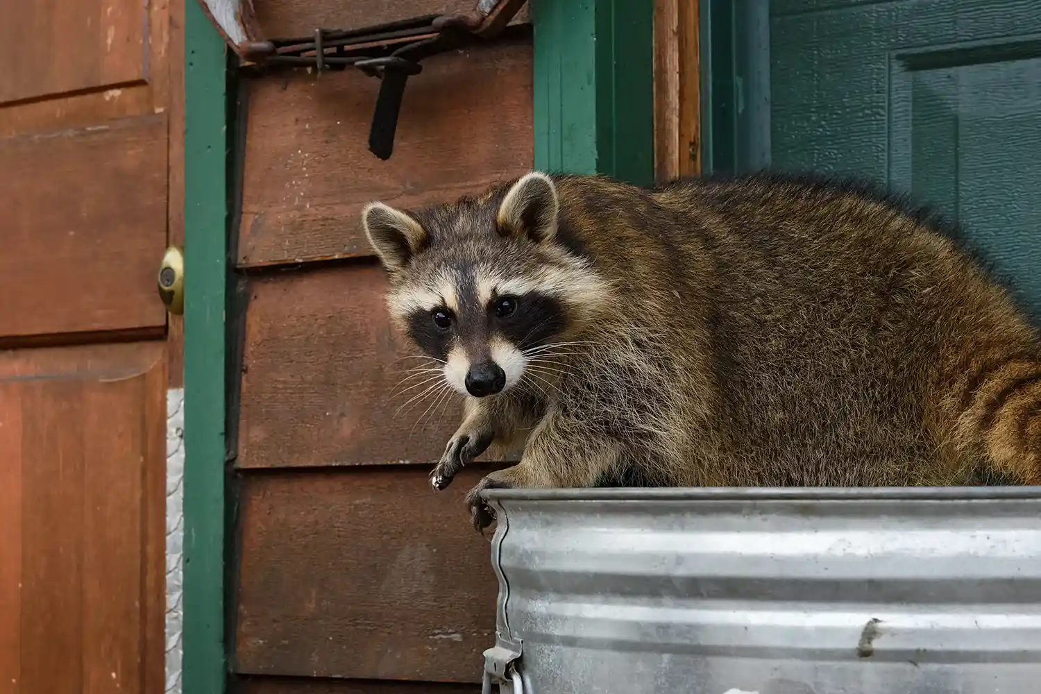 Raccoon sitting on trashcan outside of residential home, ready for Batzner's wildlife removal.