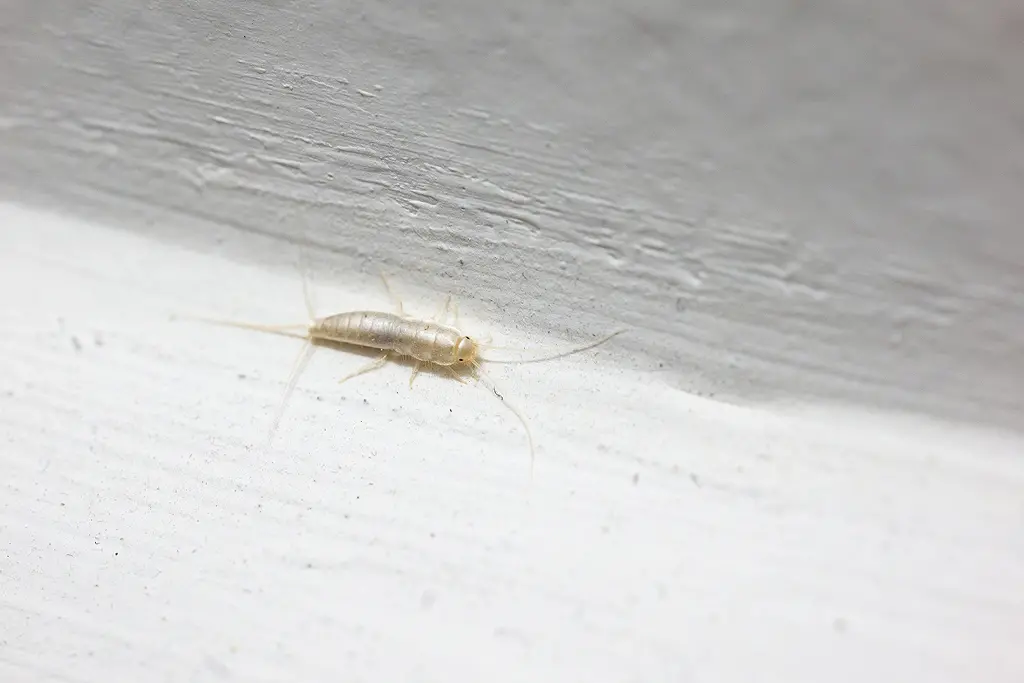 Silverfish Control in your area