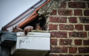 squirrels on roof can easily become squirrels in walls of your wisconsin home