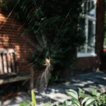 Orb weaver spider in a web outside a residential home in the fall.