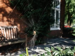 Orb weaver spider in a web outside a residential home in the fall.