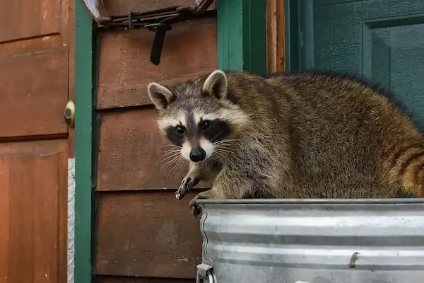 Raccoon sitting on top of trashcan, ready for Batzner Pest Control's wildlife removal.