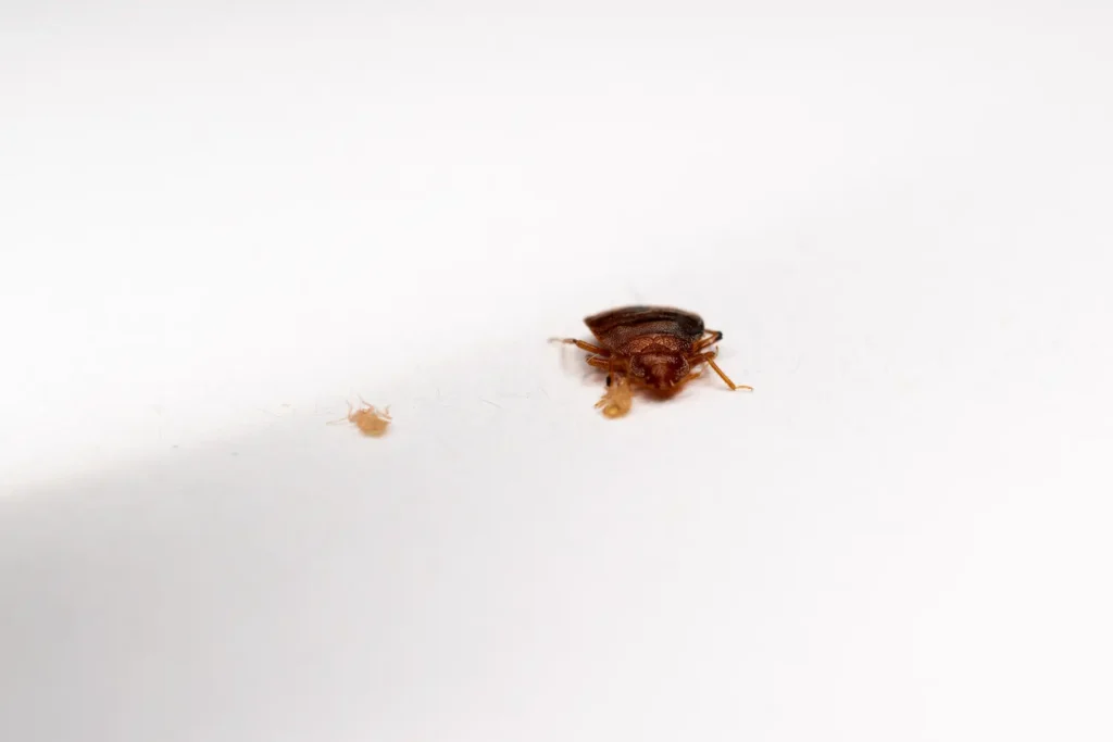 Bed bugs on a white sheet