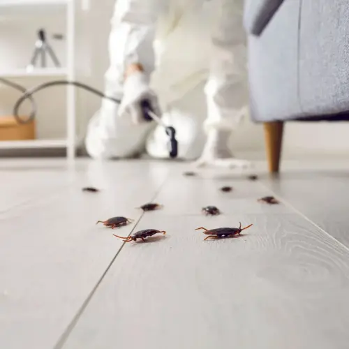 An infestation of cockroaches in a Wisconsin residence