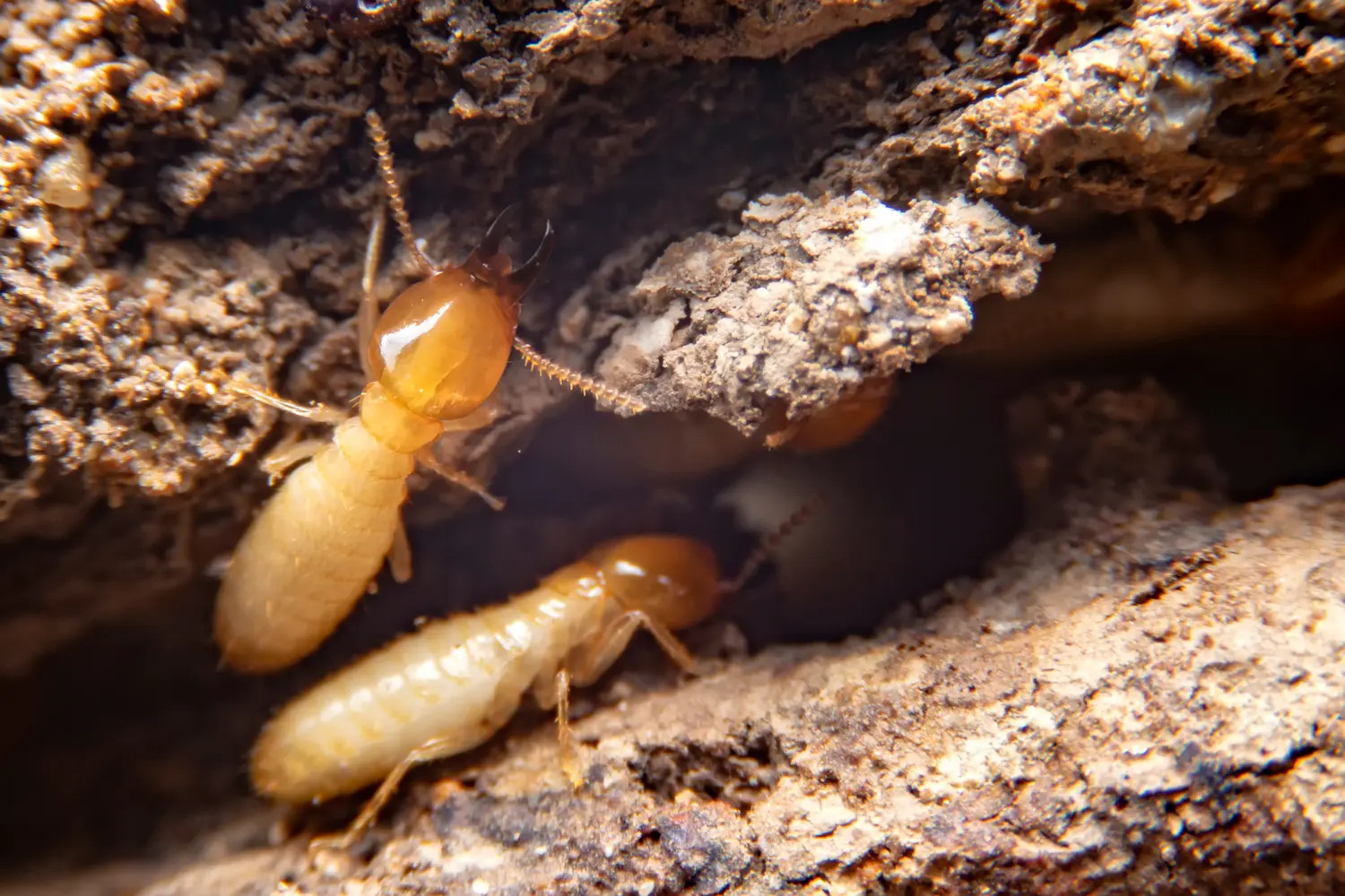 closeup of two termites