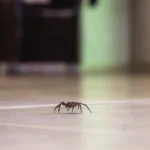 Spider crawling on the floor of a home. Looking for somewhere to keep warm in the winter.