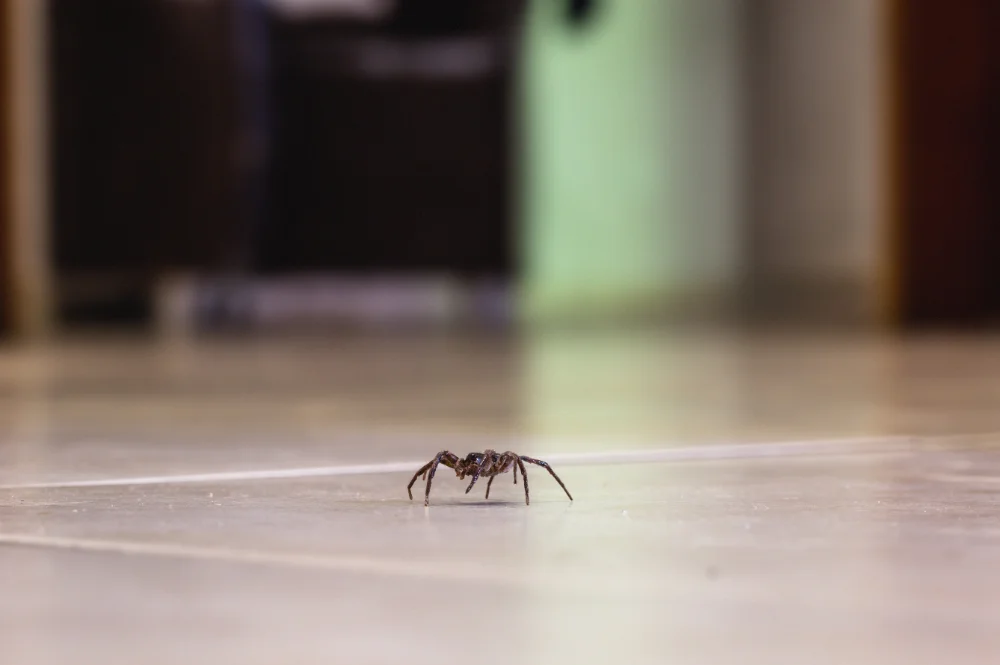 Spider crawling on the floor of a home. Looking for somewhere to keep warm in the winter.