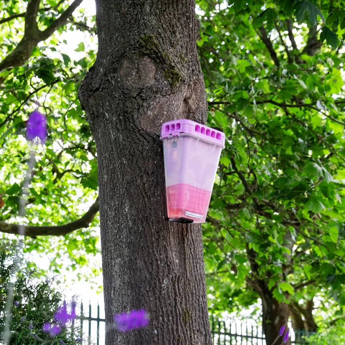 EcoCatch product hanging on the side of a tree for commercial fly control.