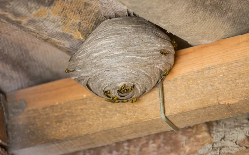 A paper wasp nest underneath a roof