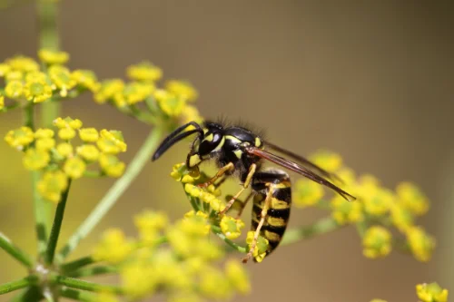 Wasp and Hornet Identification in your area