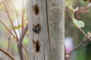 Carpenter Bee burrowing into three holes on a wooden post in Wisconsin.