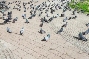 A flock of pigeons walking on the ground