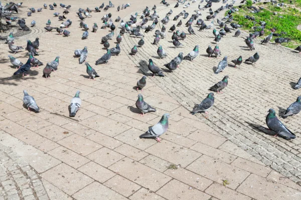 Commercial Bird Checklist in your area