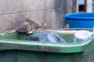 A large rat sitting on a green outdoor trashcan with the lid open