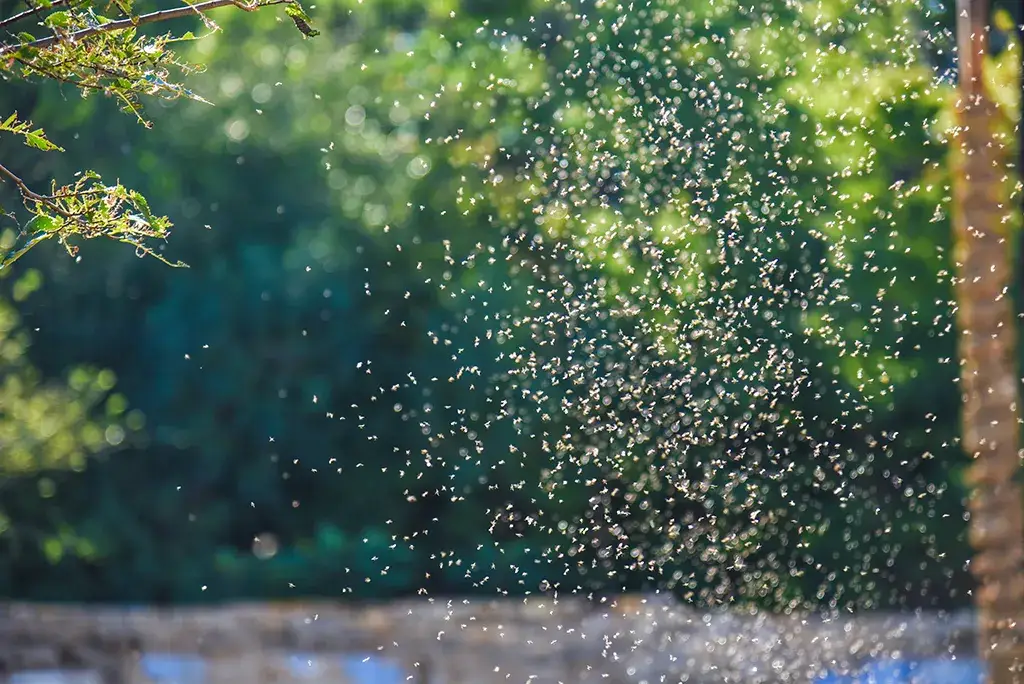 A swarm of mosquitoes in an open yard